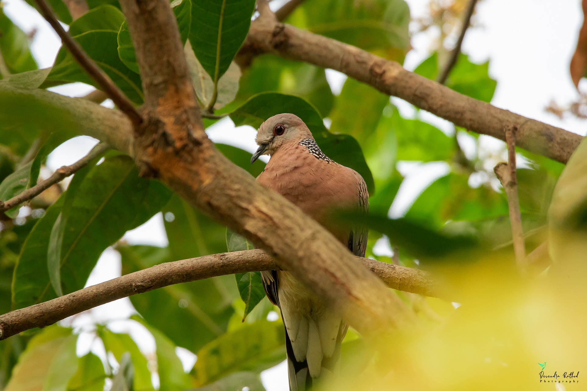 Spotted Dove